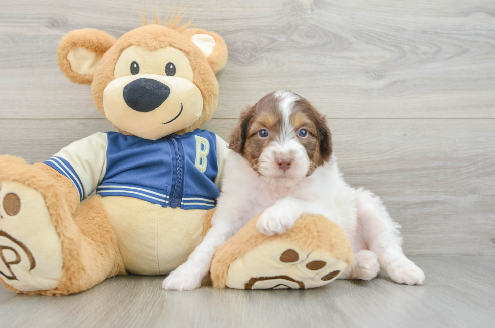 8 week old Mini Aussiedoodle Puppy For Sale - Seaside Pups