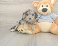 7 week old Mini Aussiedoodle Puppy For Sale - Seaside Pups