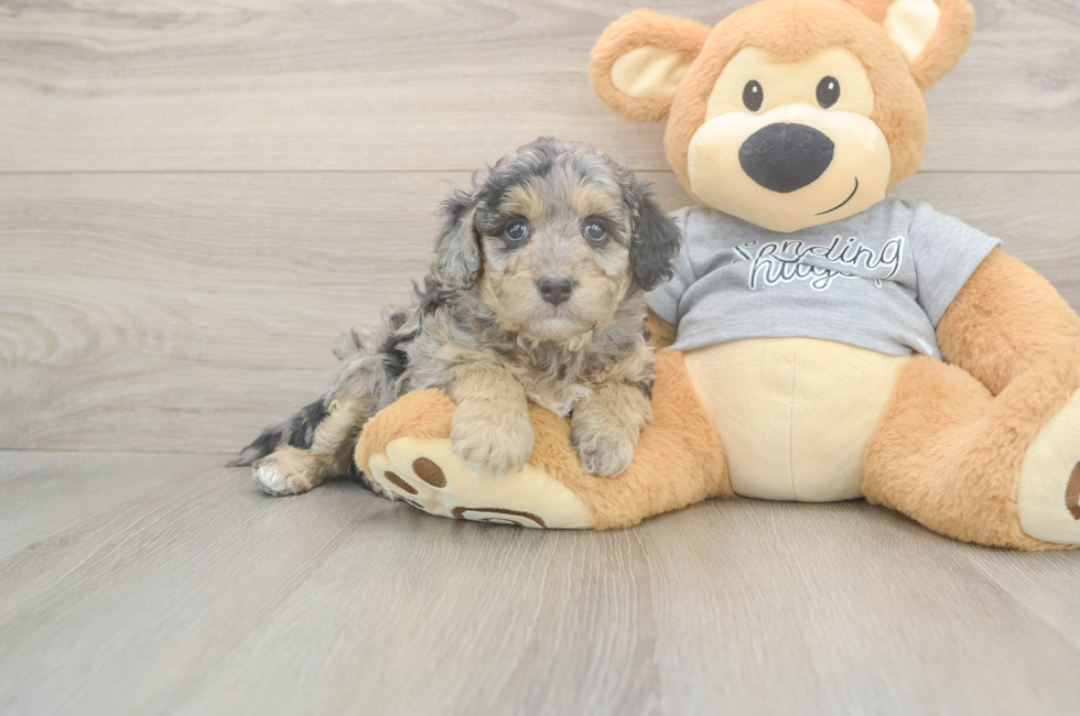 5 week old Mini Aussiedoodle Puppy For Sale - Seaside Pups