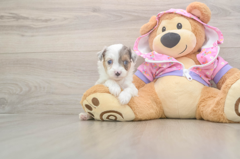 8 week old Mini Aussiedoodle Puppy For Sale - Seaside Pups