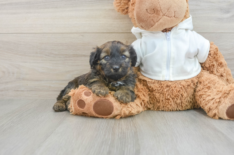 7 week old Mini Aussiedoodle Puppy For Sale - Seaside Pups