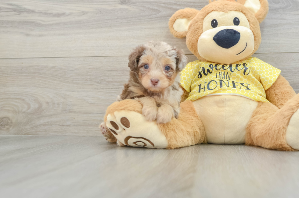 6 week old Mini Aussiedoodle Puppy For Sale - Seaside Pups