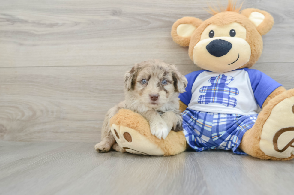 6 week old Mini Aussiedoodle Puppy For Sale - Seaside Pups