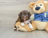 8 week old Mini Aussiedoodle Puppy For Sale - Seaside Pups