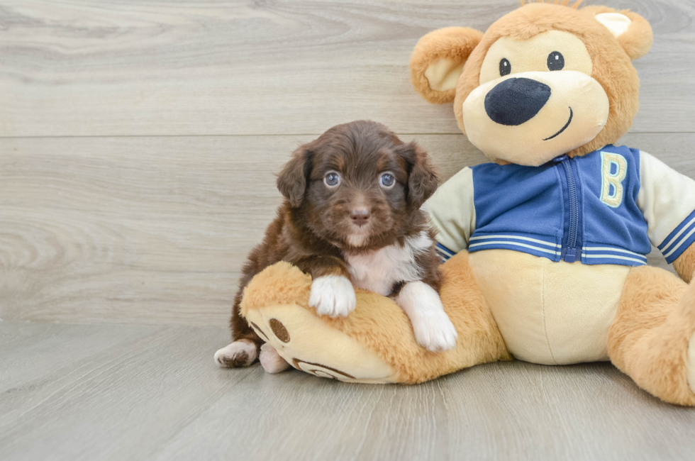 8 week old Mini Aussiedoodle Puppy For Sale - Seaside Pups