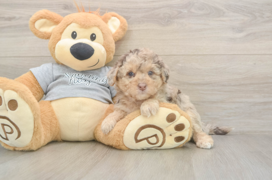 5 week old Mini Aussiedoodle Puppy For Sale - Seaside Pups Fluffy Mini Aussiedoodle Poodle Mix Pup