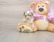 8 week old Mini Aussiedoodle Puppy For Sale - Seaside Pups