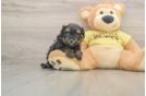 Best Mini Aussiedoodle Baby