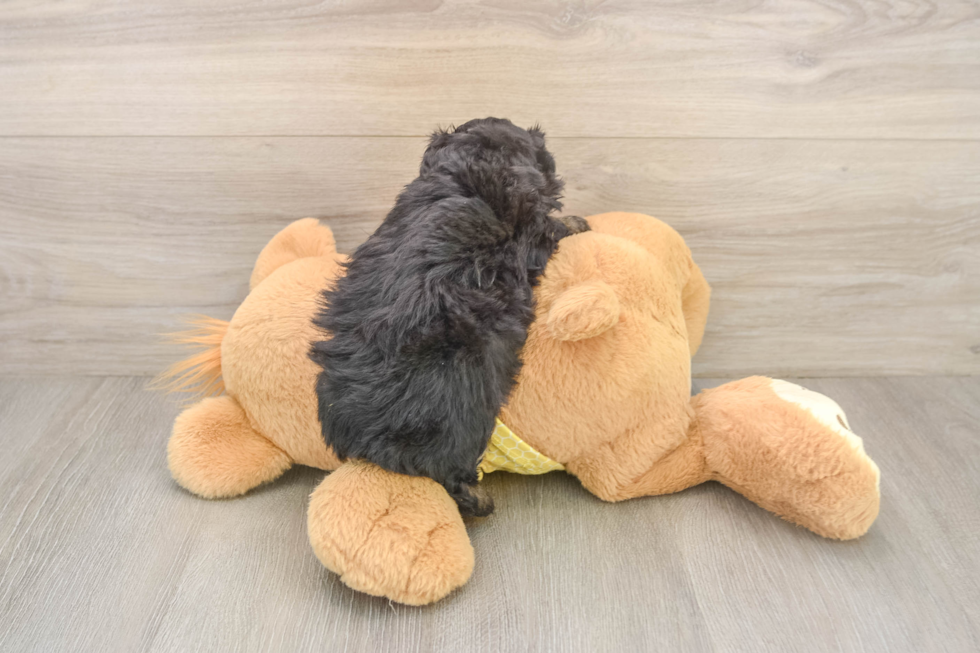 Friendly Mini Aussiedoodle Baby