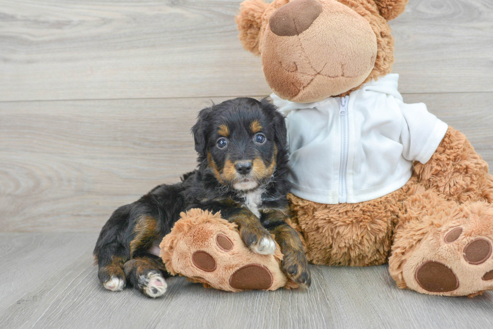 Friendly Mini Aussiedoodle Baby