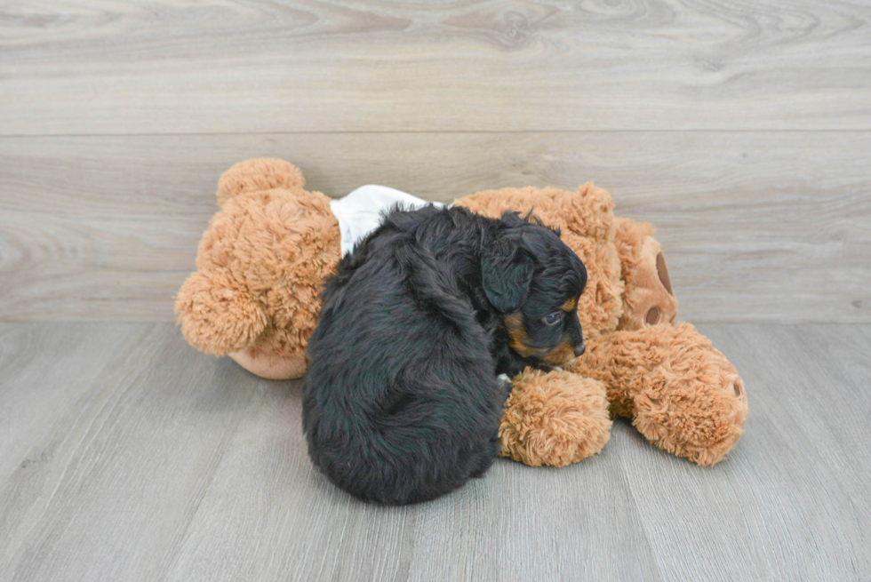 Mini Aussiedoodle Pup Being Cute
