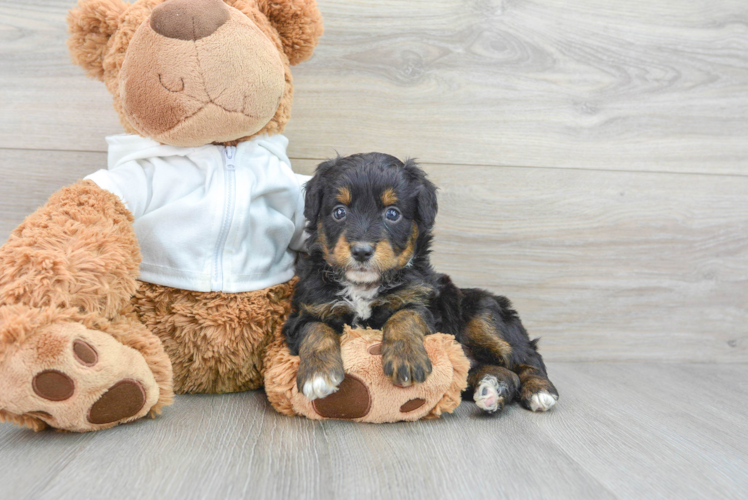 Mini Aussiedoodle Pup Being Cute