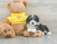 6 week old Mini Aussiedoodle Puppy For Sale - Seaside Pups