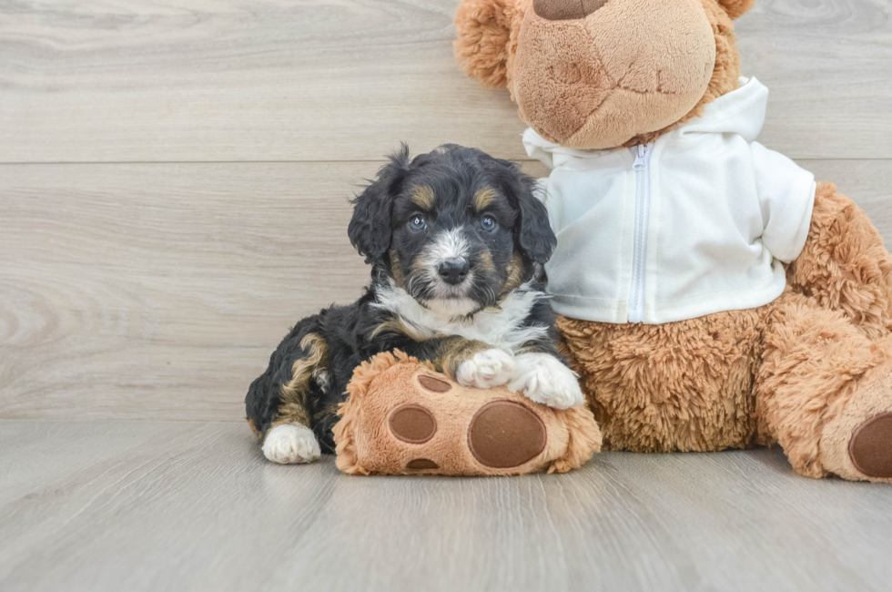 7 week old Mini Aussiedoodle Puppy For Sale - Seaside Pups