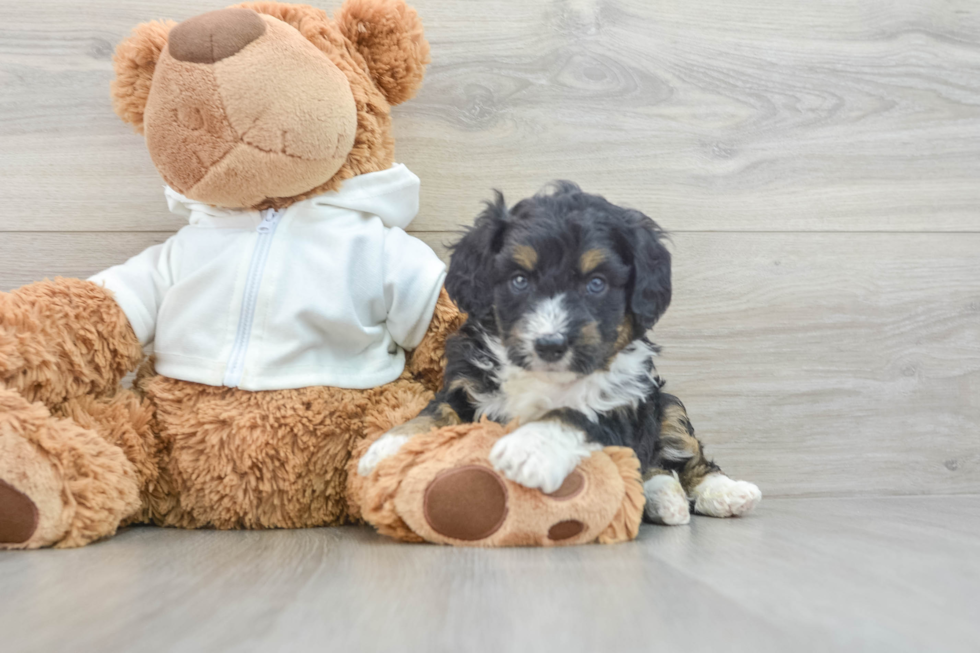 Best Mini Aussiedoodle Baby