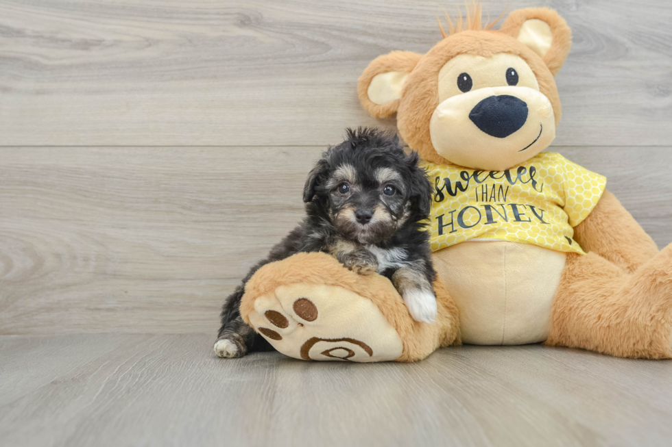 Best Mini Aussiedoodle Baby