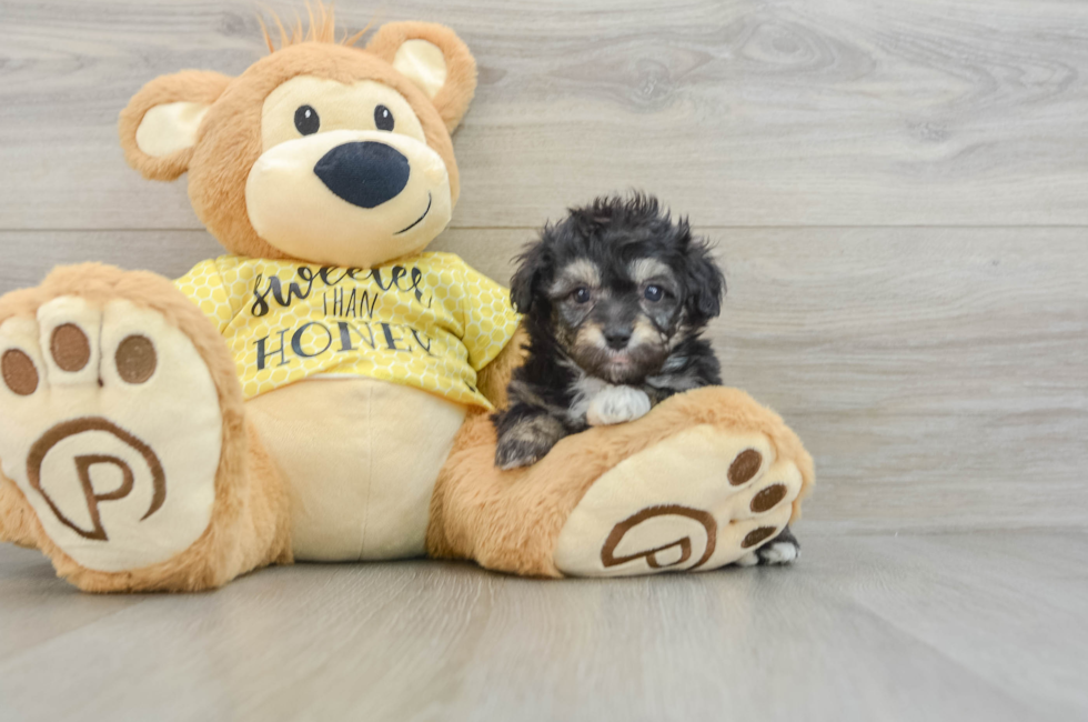 6 week old Mini Aussiedoodle Puppy For Sale - Seaside Pups