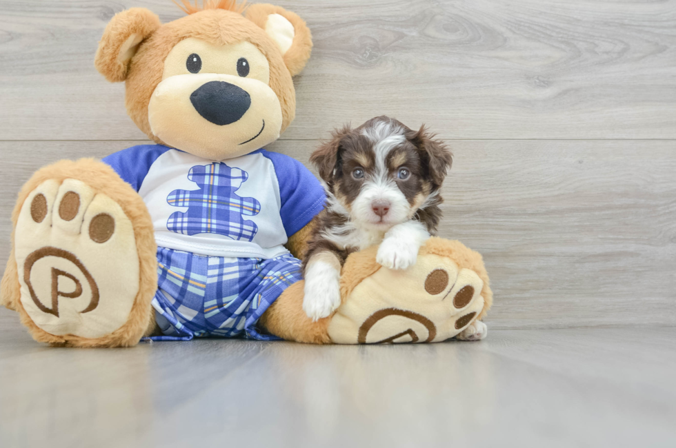 6 week old Mini Aussiedoodle Puppy For Sale - Seaside Pups