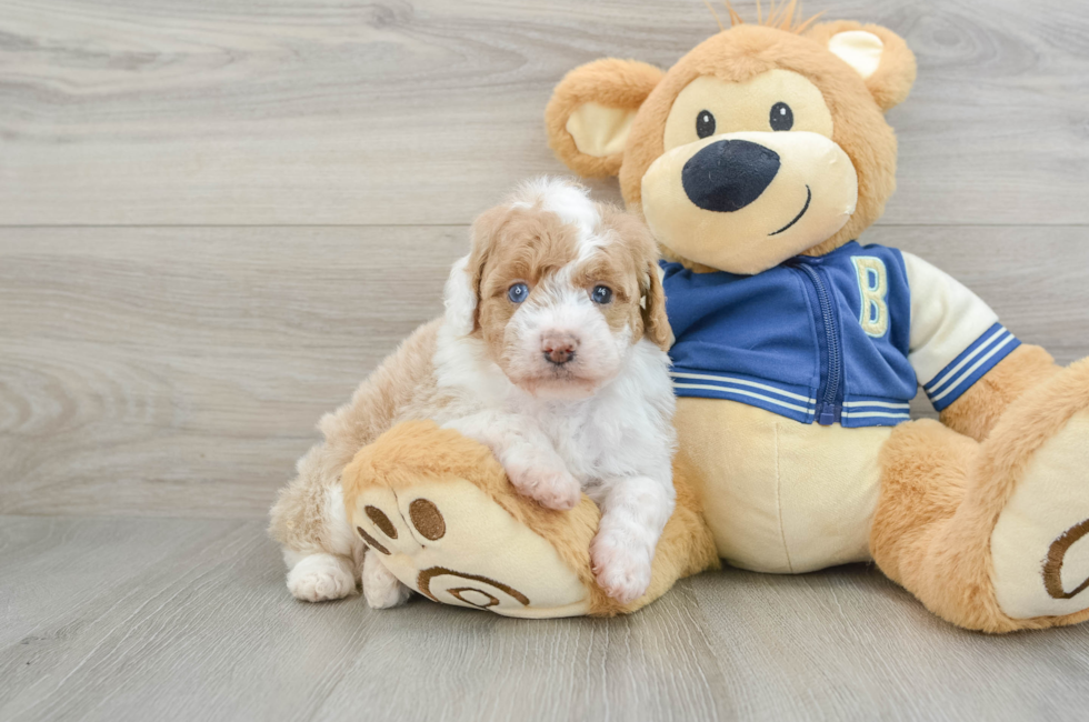 5 week old Mini Aussiedoodle Puppy For Sale - Seaside Pups