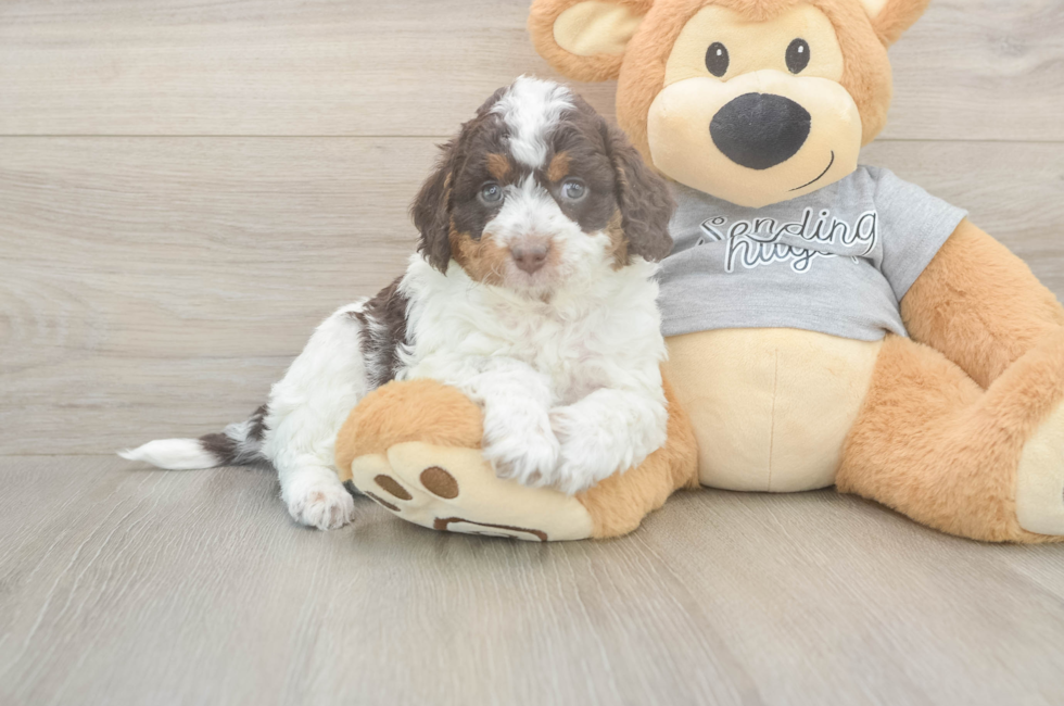 5 week old Mini Aussiedoodle Puppy For Sale - Seaside Pups
