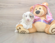 8 week old Mini Aussiedoodle Puppy For Sale - Seaside Pups