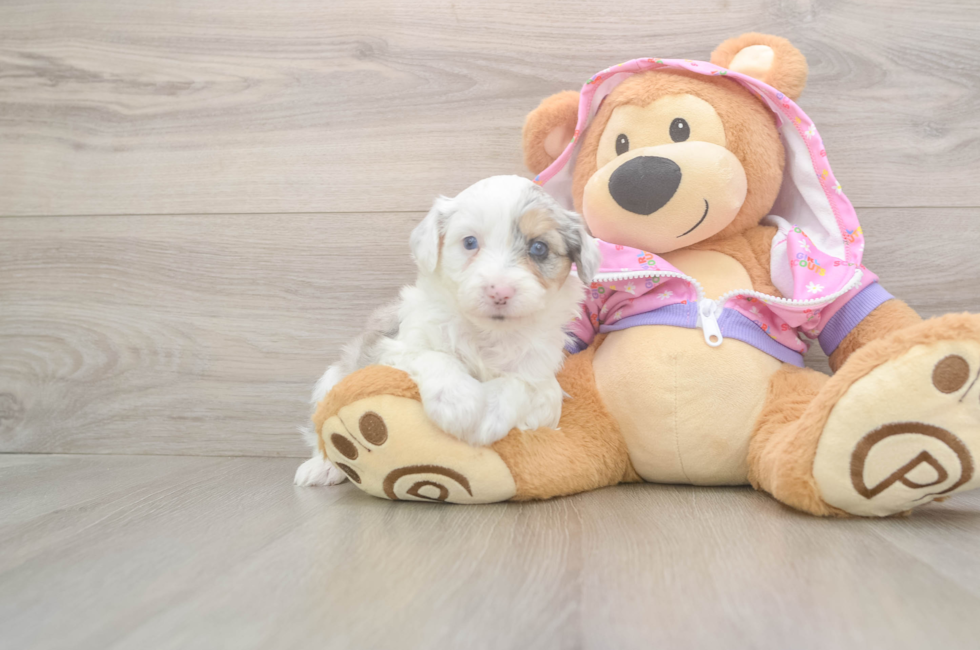 8 week old Mini Aussiedoodle Puppy For Sale - Seaside Pups