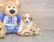 7 week old Mini Aussiedoodle Puppy For Sale - Seaside Pups