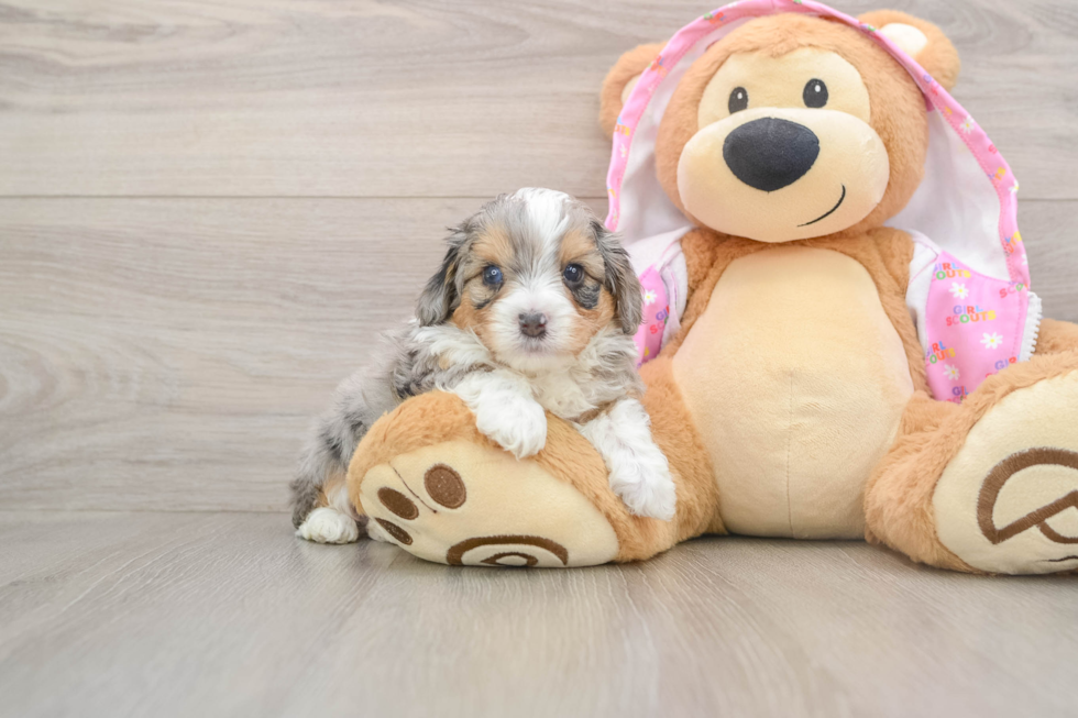 Mini Aussiedoodle Pup Being Cute