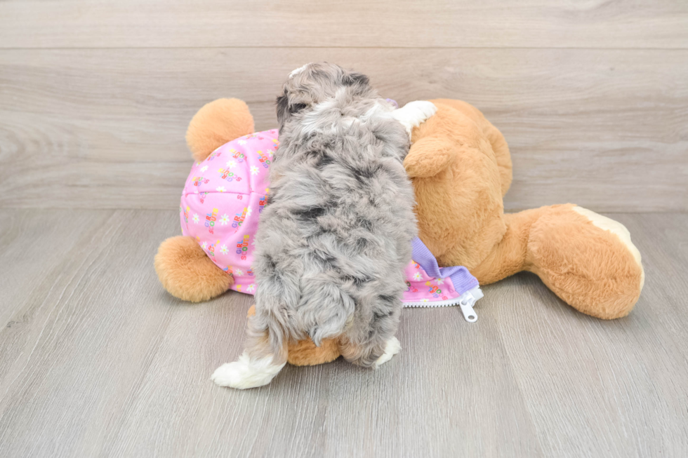 Mini Aussiedoodle Puppy for Adoption