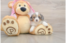 Hypoallergenic Aussiepoo Poodle Mix Puppy