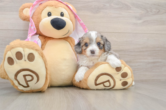 Hypoallergenic Aussiepoo Poodle Mix Puppy