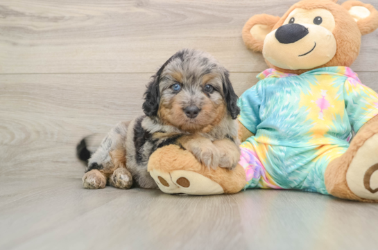 Mini Aussiedoodle Pup Being Cute