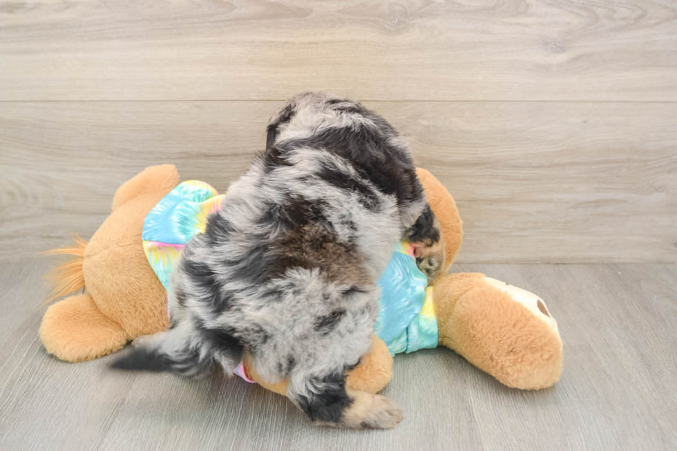 Mini Aussiedoodle Puppy for Adoption