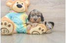Sweet Mini Aussiedoodle Baby