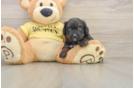 Best Mini Aussiedoodle Baby
