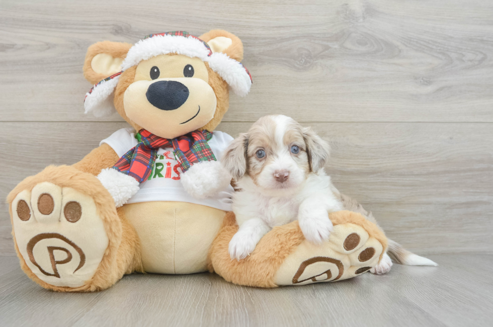 6 week old Mini Aussiedoodle Puppy For Sale - Seaside Pups