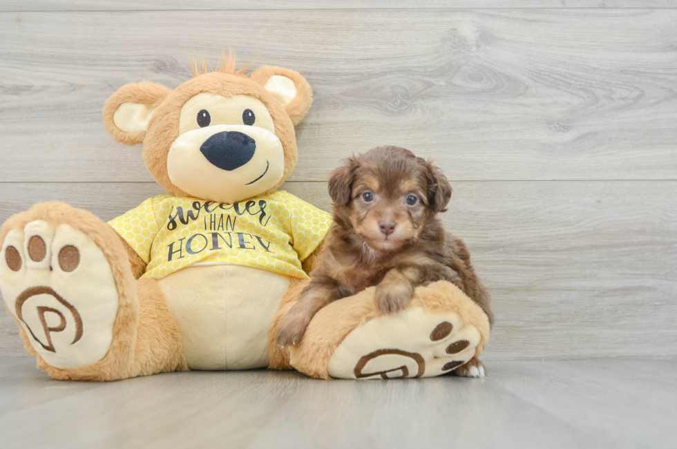 6 week old Mini Aussiedoodle Puppy For Sale - Seaside Pups