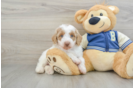 Cute Mini Aussiedoodle Baby