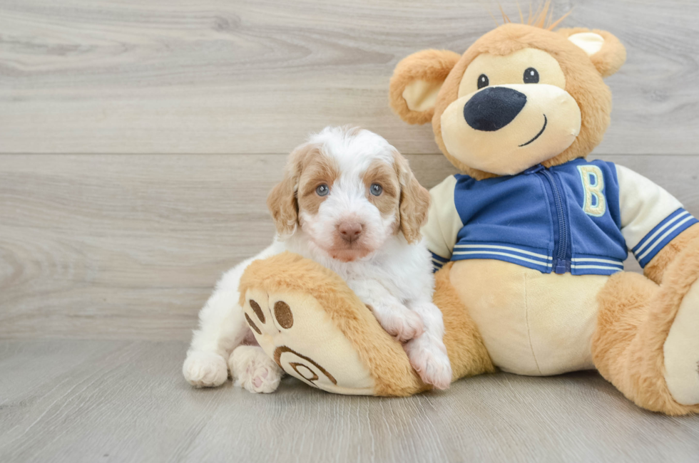 5 week old Mini Aussiedoodle Puppy For Sale - Seaside Pups