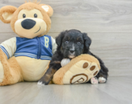 8 week old Mini Aussiedoodle Puppy For Sale - Seaside Pups