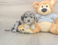 7 week old Mini Aussiedoodle Puppy For Sale - Seaside Pups