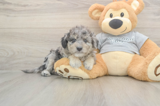 5 week old Mini Aussiedoodle Puppy For Sale - Seaside Pups Best Mini Aussiedoodle Baby