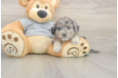 Mini Aussiedoodle Puppy for Adoption