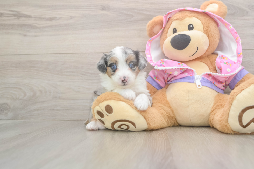 8 week old Mini Aussiedoodle Puppy For Sale - Seaside Pups