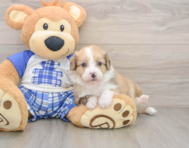 7 week old Mini Aussiedoodle Puppy For Sale - Seaside Pups