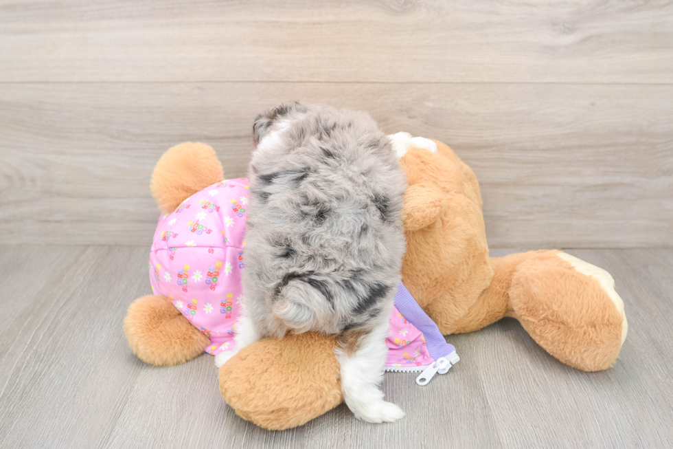 Energetic Aussie Poo Poodle Mix Puppy