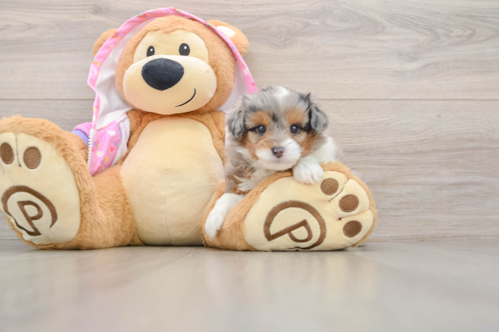 Mini Aussiedoodle Pup Being Cute