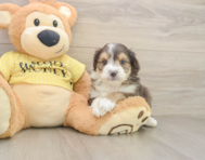 7 week old Mini Aussiedoodle Puppy For Sale - Seaside Pups