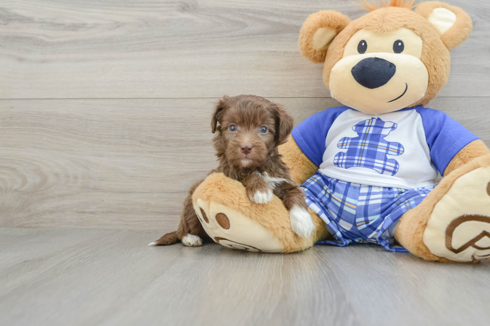 Mini Aussiedoodle Puppy for Adoption