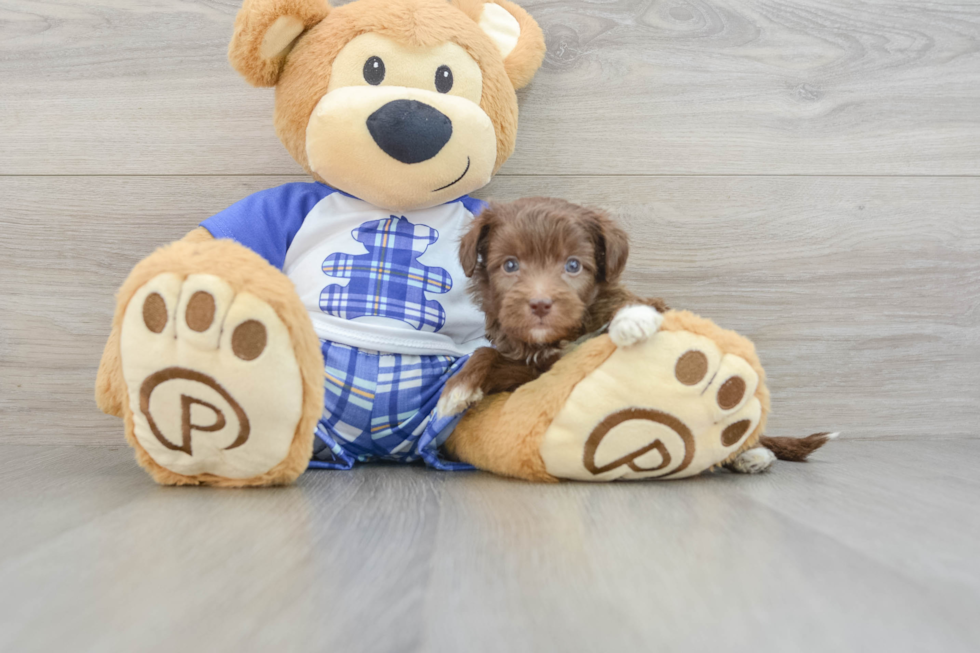 Best Mini Aussiedoodle Baby